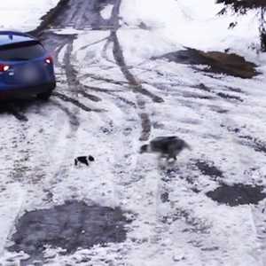 كلبة تنقذ أخرى من حادث دهس