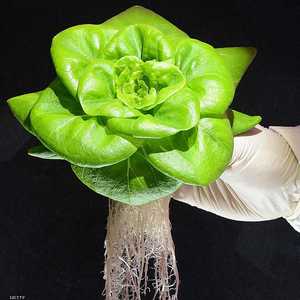 أشارت دراسات عدة إلى أن الأطعمة المعدلة وراثيا لا تحمل ضررا.