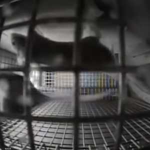 فئران "ناسا" في الفضاء