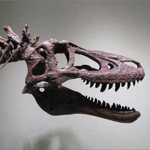 الديناصور من فصيلة "تيرانوصور ريكس"