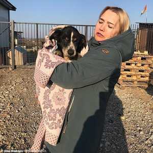 نشرت مديرة ملجأ الحيوانات الأليفة صورا للكلب العائد