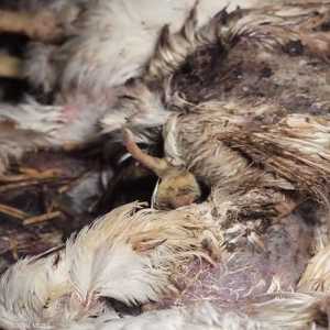 الفيديو يكشف ظروفا سيئة للدجاج