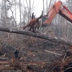 لحظة مواجهة البلدوزر