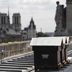 الآمال بنجاة النحل تحققت