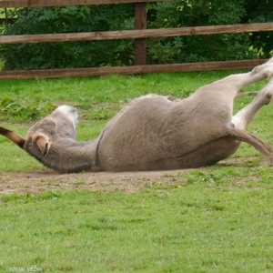 الحمار يزيد طوله على 170 سنتيمترا