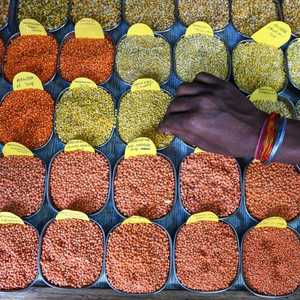 تختلف ألوانه وتتعدد فوائده.