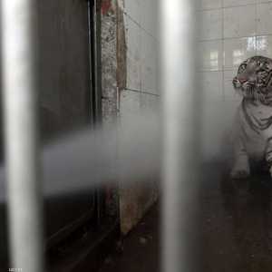 معاقبة النمر النادر بعدم خروجه للحديقة