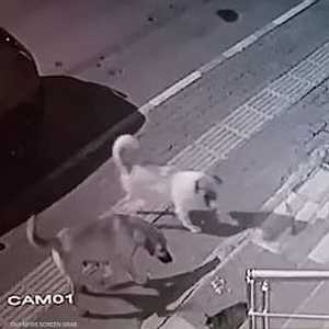 قطة "شجاعة" تقهر ستة كلاب