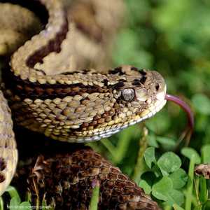 الثعبان تسلل إلى الحمام وهاجم الرجل