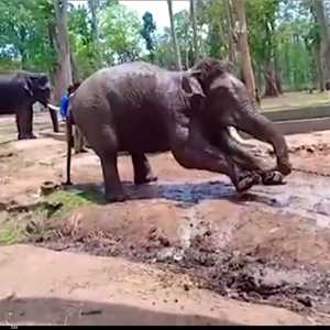 فيل يصارع قيوده ويفارق الحياة