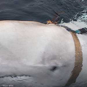 صيادون يعثرون على "حوت مقاتل" تابع للبحرية الروسية