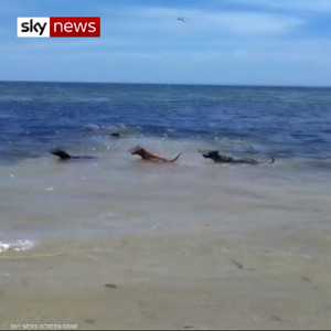 كلاب تهاجم أسماك قرش على أحد شواطي أستراليا