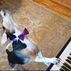كلب يعزف على البيانو