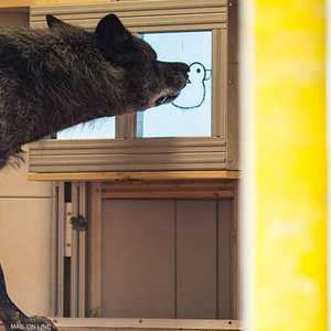 الذئاب أكثر اجتماعية وتعاونا من الكلاب بحسب الدراسة