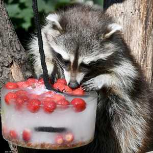 راكون يتناول وجبة من المثلجات