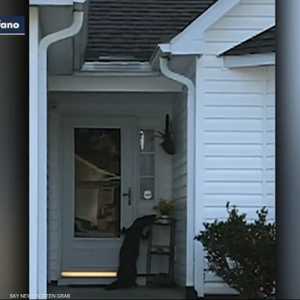 تمساح يحاول قرع جرس منزل