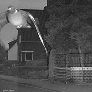 الشرطة نشرت صورة الحمامة المسرعة على مواقع التواصل