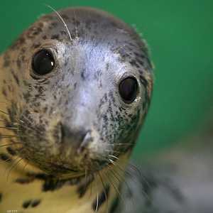 الفقمة المرقطة