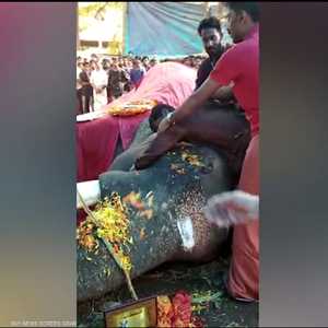 مدرب هندي ينتحب على "أمير الأفيال"