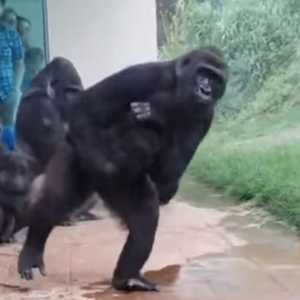 موقف طريف للغوريلا