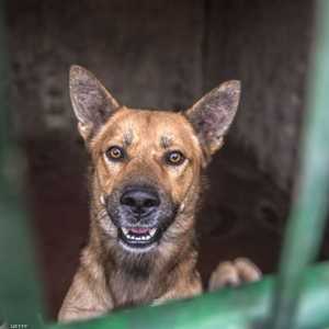 قالت السلطات الأميركية إن حظر استيراد الكلاب بسبب داء الكلب