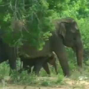 الفيلة الأم تنفجر غضبا بحثا عن ابنها