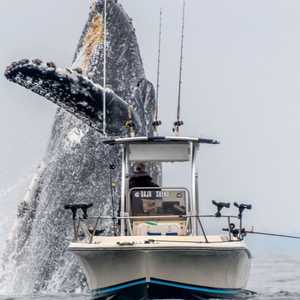 اللقطة الرائعة للحوت