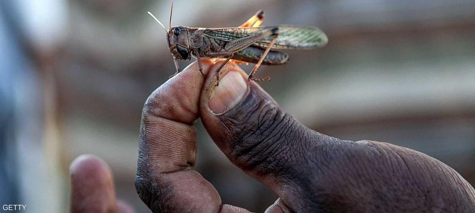 قدمت أسراب الجراد إلى أسوان من السودان