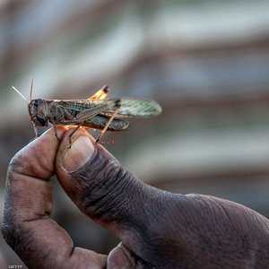 قدمت أسراب الجراد إلى أسوان من السودان