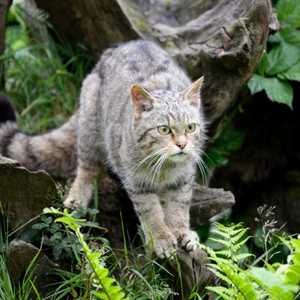 القط الإنجليزي البري يعود بعد إعلان انقراضه.