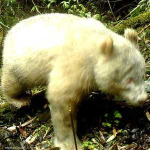 صورة لأول دب باندا أبيض بالكامل