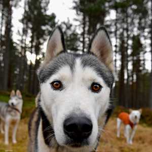 الكلب لديه حاسة شم تفوق البشر عشرات الآلاف من المرات