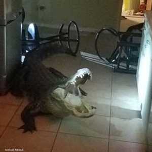التمساح اقتحم المطبخ وهشم بعض الأشياء