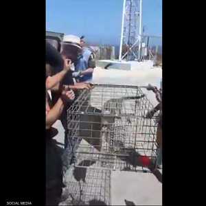 القرد "طشطوش" يعود إلى لبنان