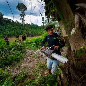 ندرة في أشجار العود بسبب الإقبال عليها