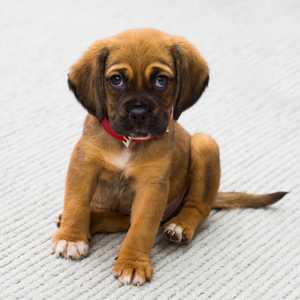 تعد العيون الحزينة من الصفات التي تجعل البشر يتعلقون بالجراء