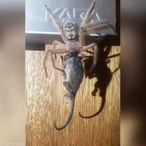 مجموعة على "فيسبوك" نشرت الصورة المثيرة