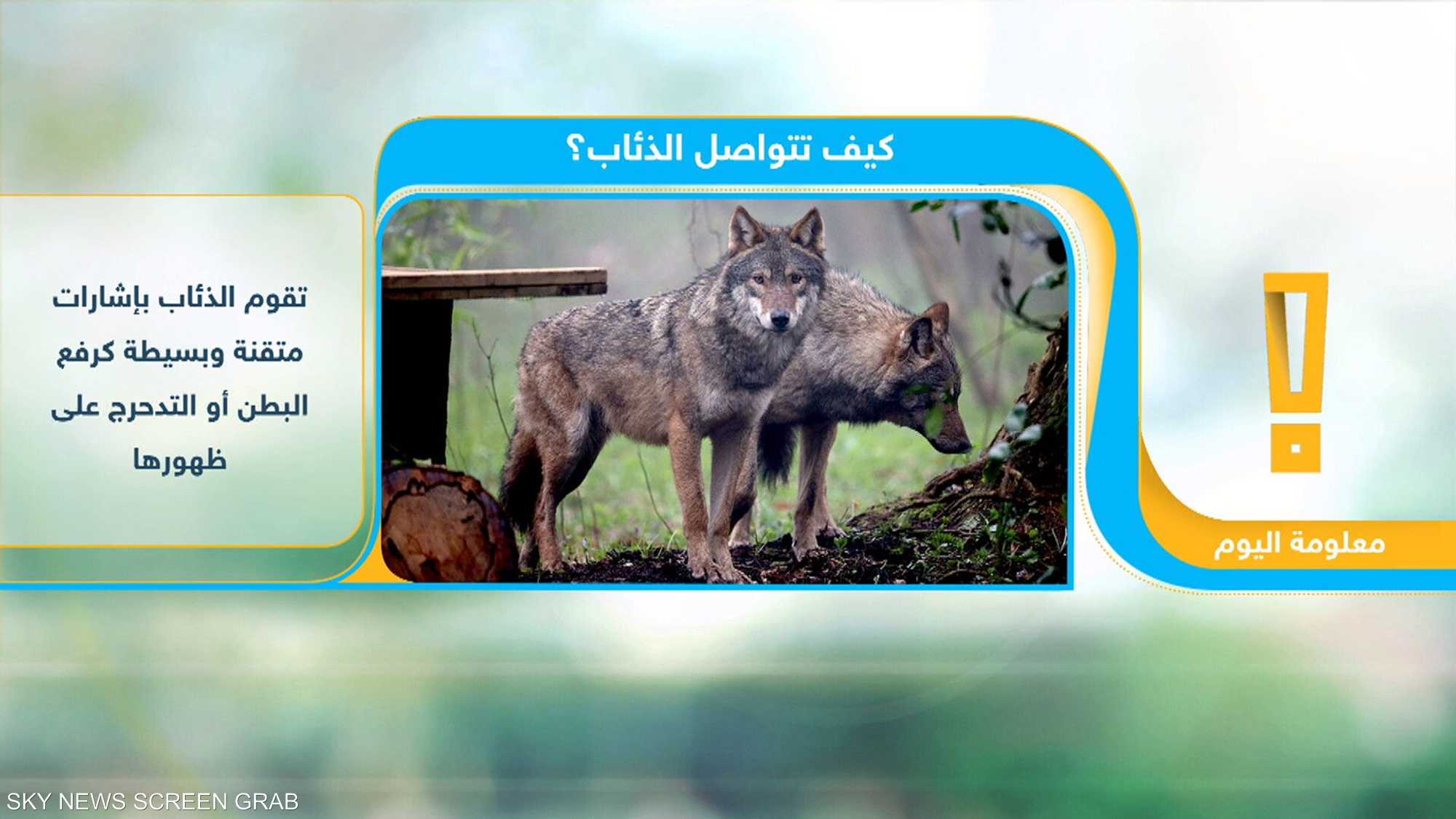 كيف تتواصل الذئاب؟