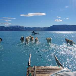 كلاب هسكي تجر مزلجة جليدية وسط المياه