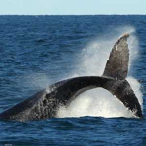 تم تسجيل أربع أغنيات لحيتان المحيطات