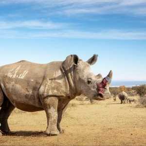 تسميم قرون الحيوان وسيلة لحمايتها من الصيد الجائر