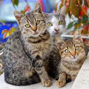 هناك العديد من الأمراض الخطيرة التي تنتقل للإنسان من الحيوان