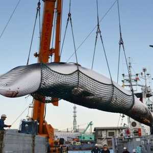 تصر اليابان على أن أكل الحيتان جزء مهم من ثقافتها