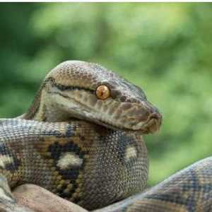 يبلغ طول الأفعى المشبكية نحو 9.6 متر