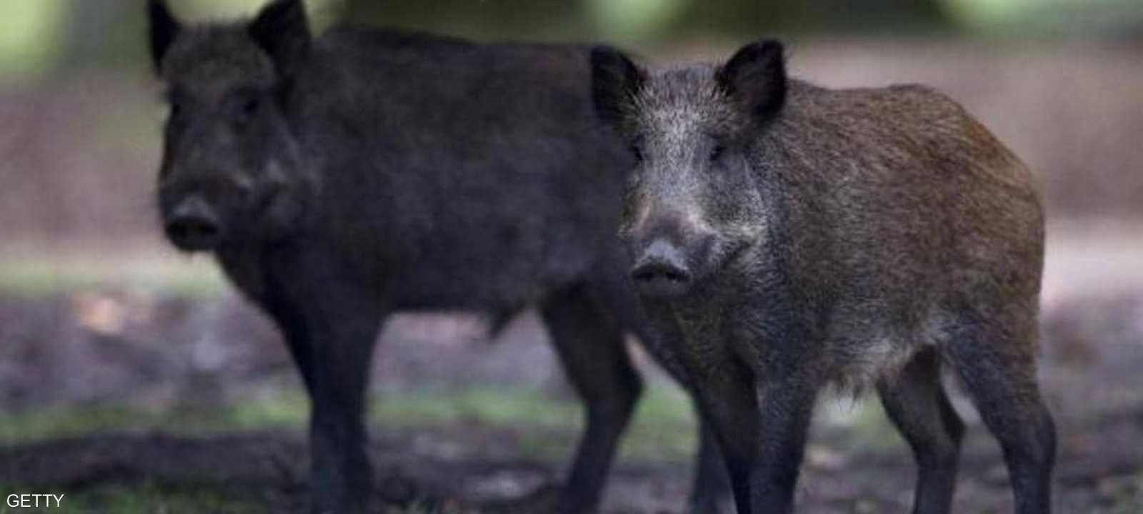 المرض لا ينتقل إلى البشر