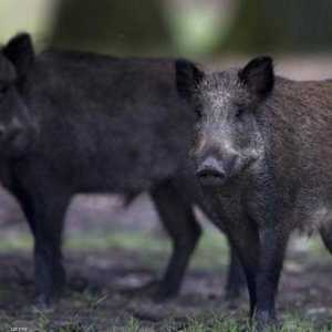 المرض لا ينتقل إلى البشر