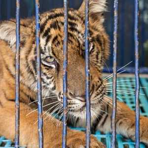 توضع النمور داخل أقفاص ضيقة قبل قتلها