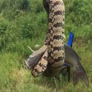 الأفعى ظلت متمسكة بالسمكة بعد إخراجها من الماء