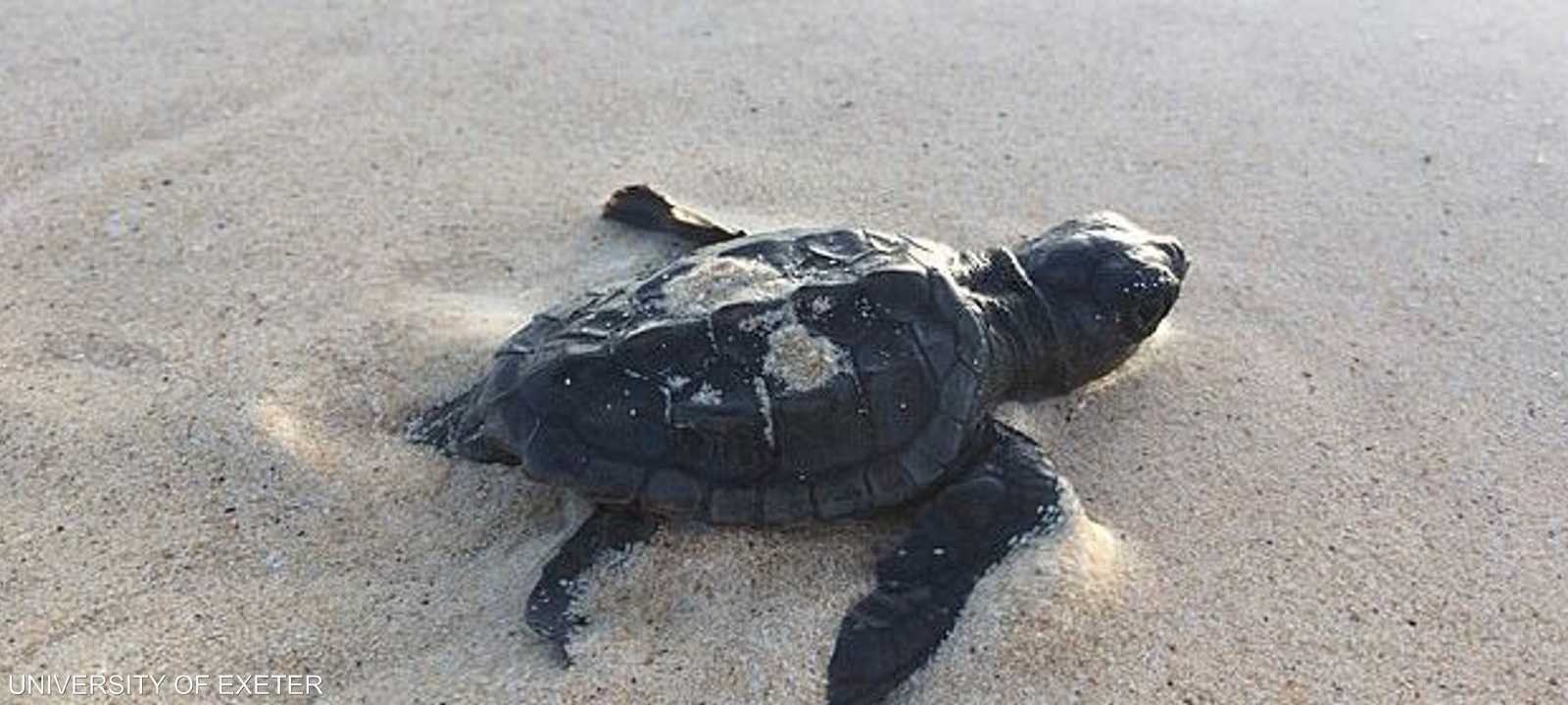 بحسب الدراسة كل السلاحف ستكون من الإناث بحلول عام 2100