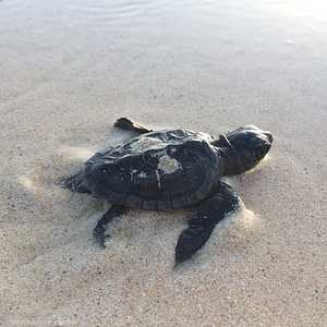 بحسب الدراسة كل السلاحف ستكون من الإناث بحلول عام 2100